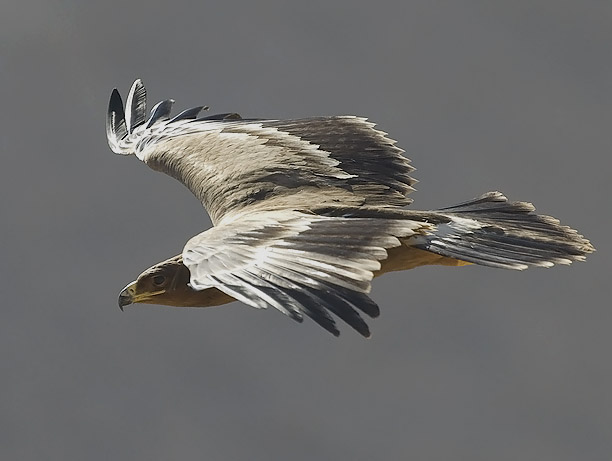 Arokotka, Steppe Eagle, Aquila nipalensis